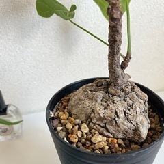 塊根植物の中でも珍しい、東南アジアのフィルミアナ・コロラータ