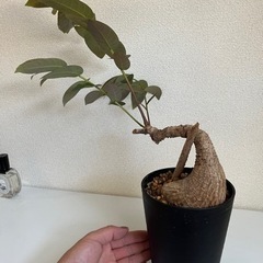 東南アジアの珍しい塊根植物 フィランサス・ミラビリスの画像