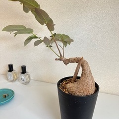 東南アジアの珍しい塊根植物 フィランサス・ミラビリスの画像