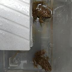 天然採取個体、ツチガエル2匹セット。