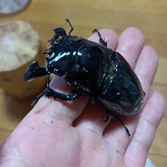 【値下げ】タランドゥスホワイトアイ　オオクワ幼虫の画像