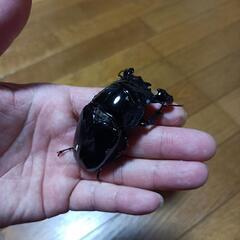 【値下げ】タランドゥスホワイトアイ　オオクワ幼虫の画像