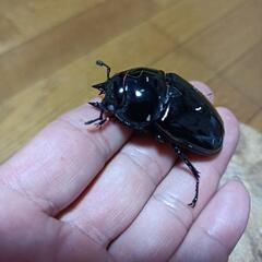 【値下げ】タランドゥスホワイトアイ　オオクワ幼虫の画像