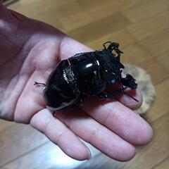 【値下げ】タランドゥスホワイトアイ　オオクワ幼虫