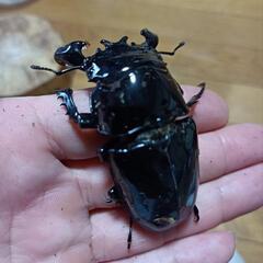 【値下げ】タランドゥスホワイトアイ　オオクワ幼虫の画像