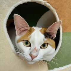 愛らしくかわいい三毛猫ちゃん5才