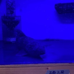 リアルタライロン (アイマラ)