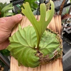 Platycerium ridleyi 2023_04