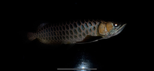 シルバーアロワナ