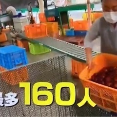 栗の集荷所の作業アルバイト募集の画像