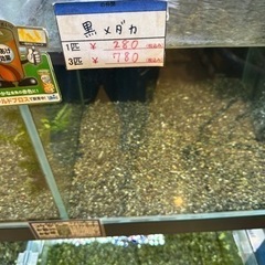 黒メダカ　50円/匹〜