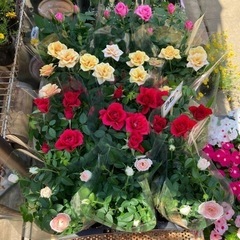 薔薇　4寸　激安！
