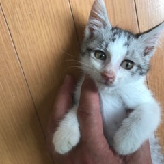 子猫の里親を募集中です。