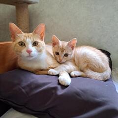 野良猫親子の里親募集