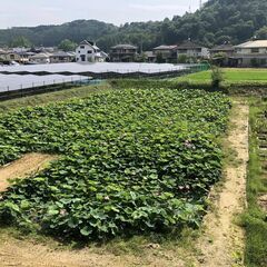 野営地を作っています。試泊してアドバイスをください。