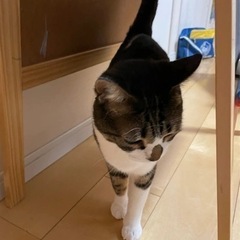 里親募集