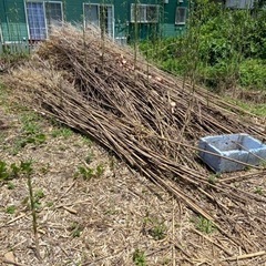 竹　差し上げます。