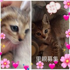 キジ猫ちゃん。女の子です綺麗な模様です！