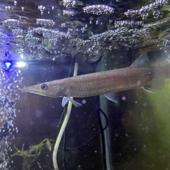 ブラントノーズガー　15cm