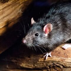 建物・屋根裏に居座る害獣駆除なら【害獣駆除ヘルプ 埼玉営業…
