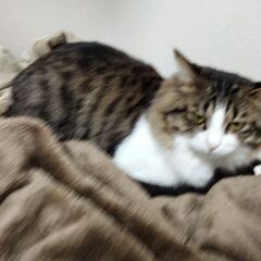 里親募集してます。
