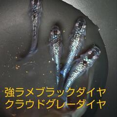 メダカの卵（ブラックダイヤ）30個