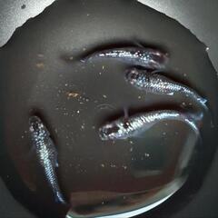 メダカの卵（ブラックダイヤ）30個の画像