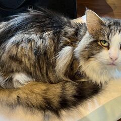 ノルウェージャン