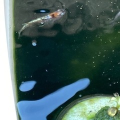 墨紅玉　メダカ　現物　30匹ほどの画像