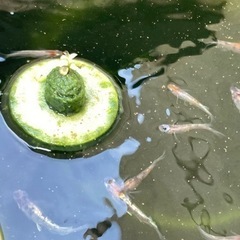 墨紅玉　メダカ　現物　30匹ほどの画像