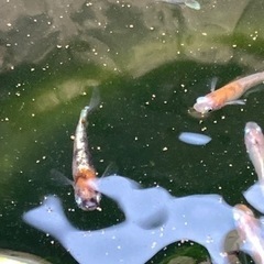 墨紅玉　メダカ　現物　30匹ほどの画像