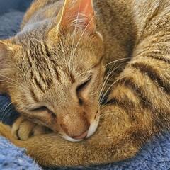 こんぶ　♂️ − 愛媛県