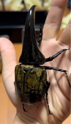 ❷  ヘラクレス C68メテオCBF4 未使用　末後食トリオ ♂1 頭♀2頭