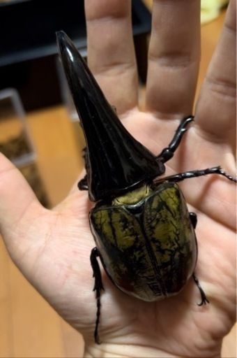 ❷  ヘラクレス C68メテオCBF4 未使用　末後食トリオ ♂1 頭♀2頭
