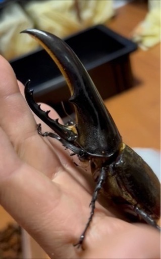 ヘラクレス C68メテオアウトCBF1未使用　末後食トリオ ♂1 頭♀2頭