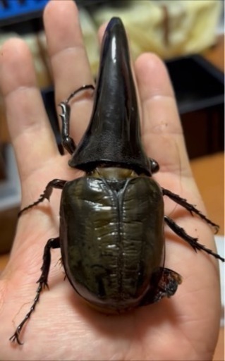 ヘラクレス C68メテオアウトCBF1未使用　末後食トリオ ♂1 頭♀2頭
