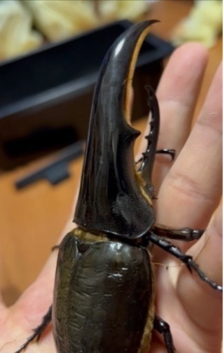 ヘラクレス C68メテオアウトCBF1未使用　末後食トリオ ♂1 頭♀2頭