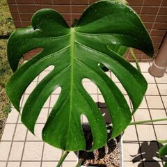 モンステラ　鉢植え(お話し中)