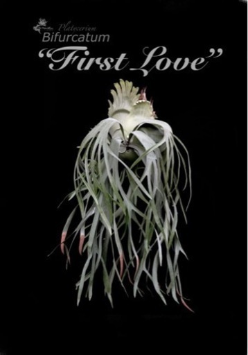 p.Bifurcatum cv.FirstLove ビカクシダplatyceri