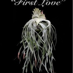 p.Bifurcatum cv.FirstLove ビカクシダp...