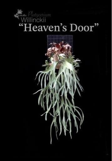 p.willinckii cv.Heaven's Doorビカクシダウィリンキー