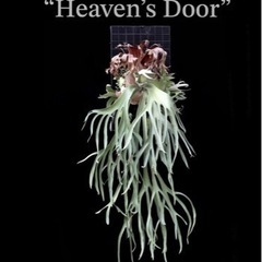 p.willinckii cv.Heaven's Doorビカク...