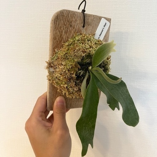 p.willinckii cv.Heavens Doorビカクシダウィリンキー 受注発注リスト