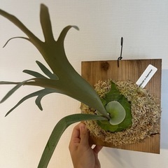 p.willinckii cv.Supernova ビカクシダ　ウィリンキーの画像