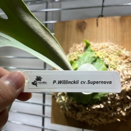 p.willinckii cv.Supernova ビカクシダ　ウィリンキー