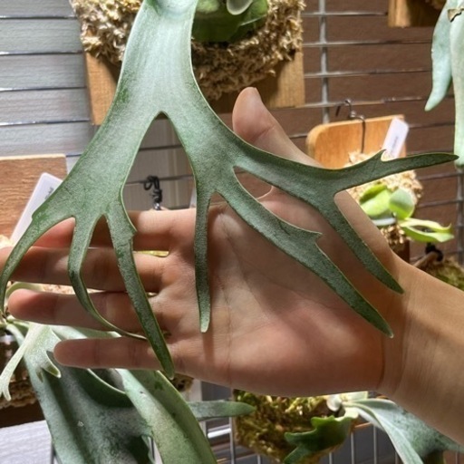p.willinckii cv.Supernova ビカクシダ　ウィリンキー