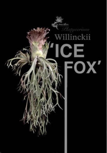 p.willinckii cv.ice  Foxビカクシダplatycerium