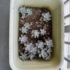 多肉植物