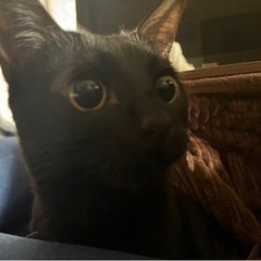 人に慣れるまでが早い、人懐っこいジジちゃんです✨