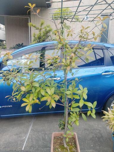 レットロビン　ベニカナメモチ　植木　園芸　垣根　生け垣